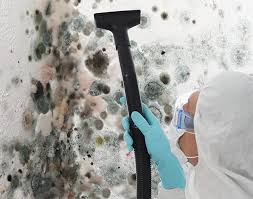 Why You Should Choose Our Mold Remediation Services in Blue Rapids, KS